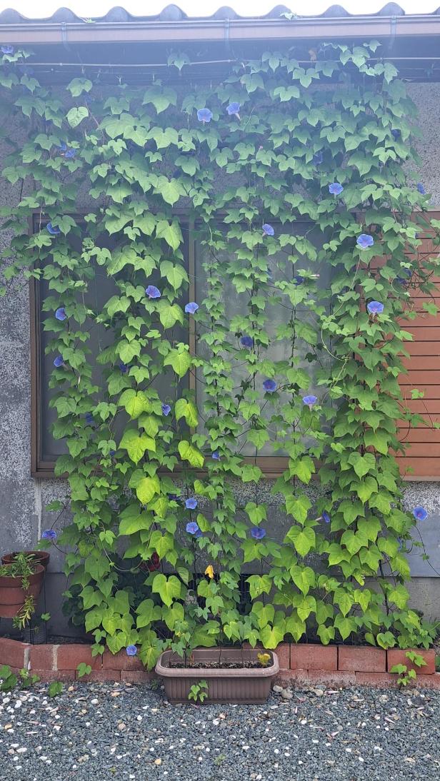 緑のカーテン入賞
