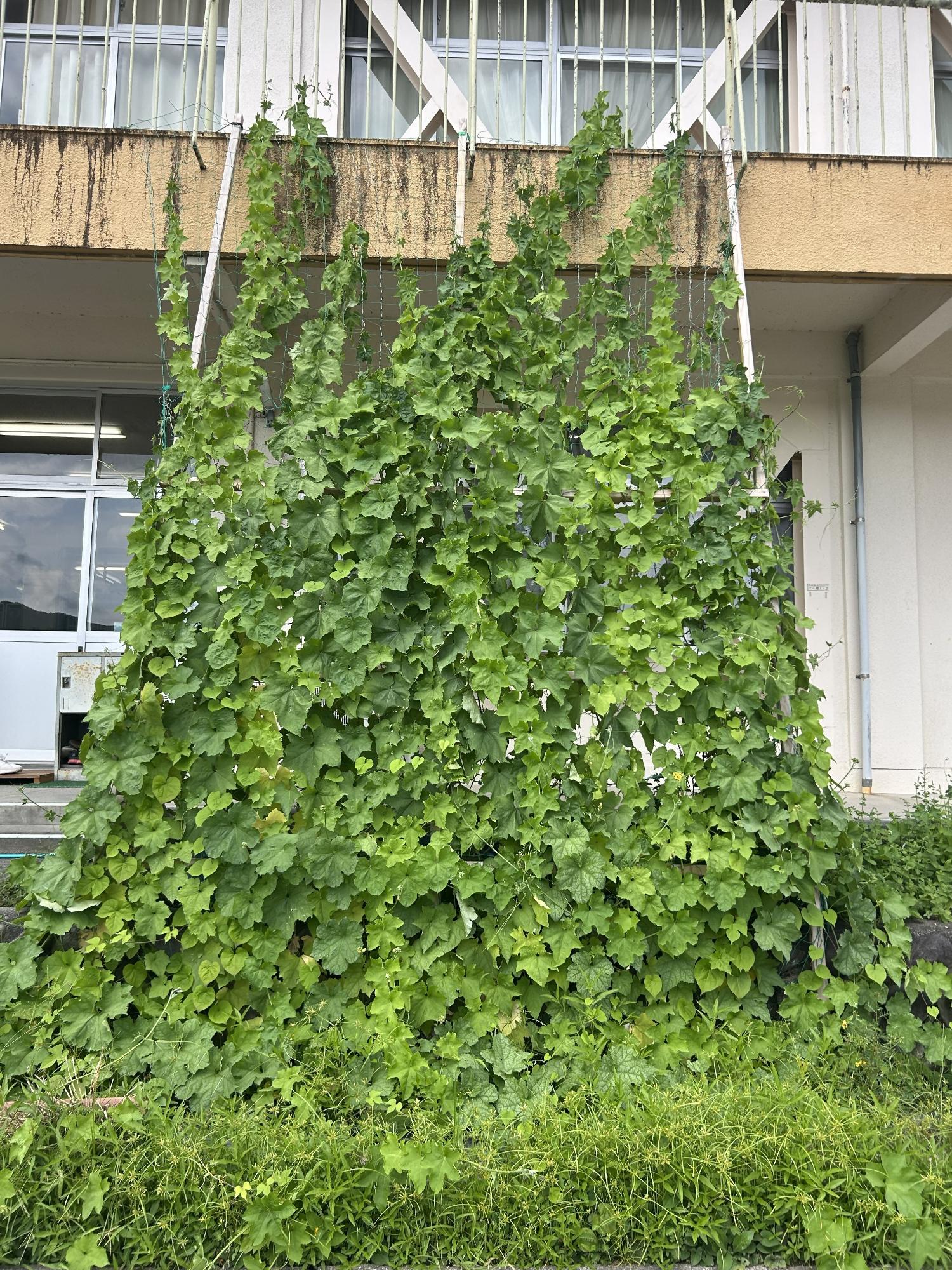 緑のカーテン三瀬小